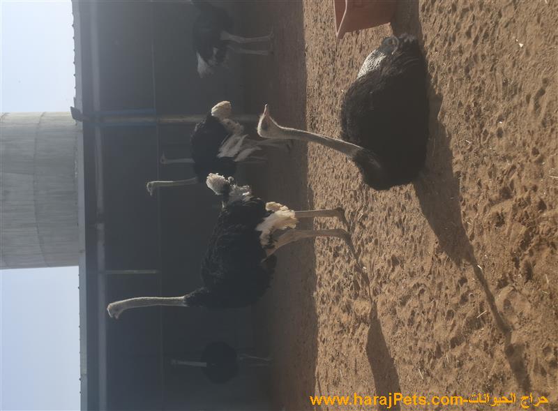 ذكور نعام أفرقي وزوج نعام أسترالي للبيع