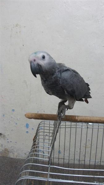 كاسكو فرخ للبيع 2013