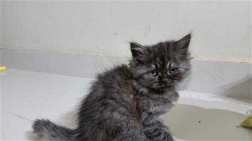 قطه شرازي انثي للبيع