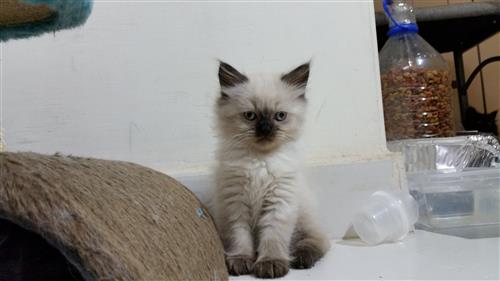 فطط برمن للبيع