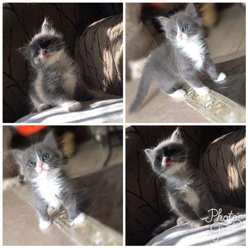 كيتنز شيرازي امريكي للبيع