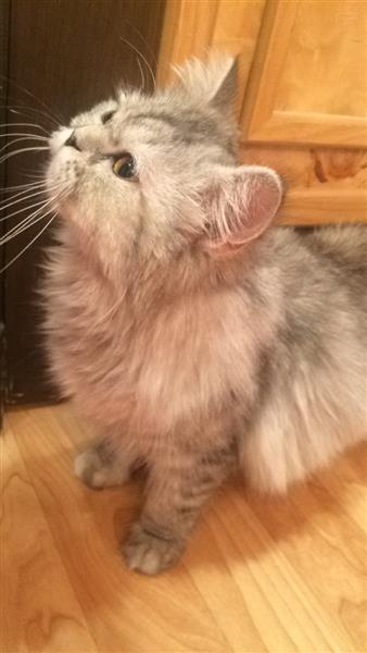 قطه انثى شيرازية بيكي فيس كيوت