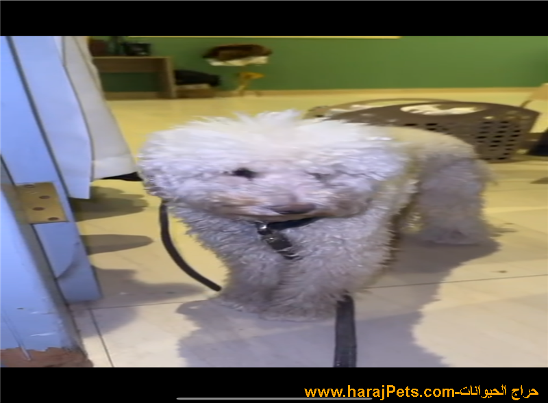 بودل معقم للبيع