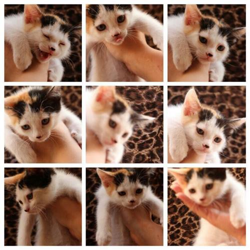 أسعار خياليه للبيع قطط