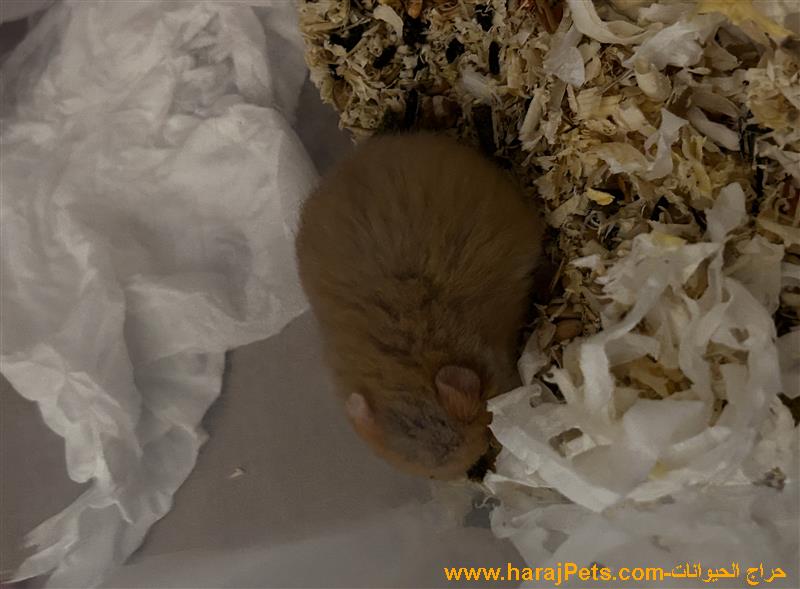 هامستر روسي