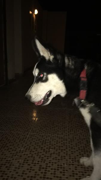 كلب هاسكي بيور للبيع ٦ شهور العمر