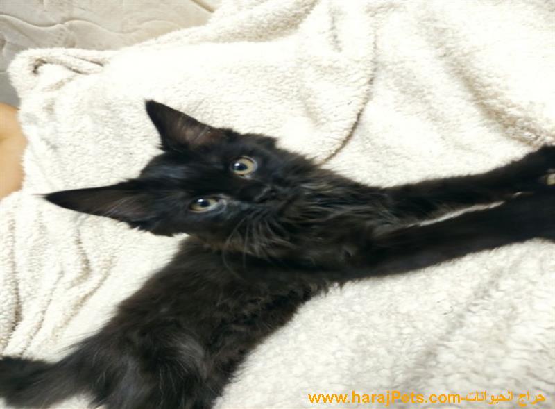 قط أسود أليف للبيع