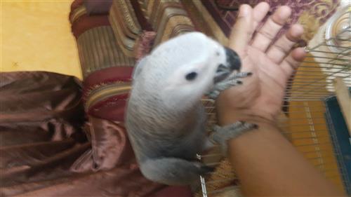 فرخ كاسكو هولندي حجل ذهبي أليف وهدد