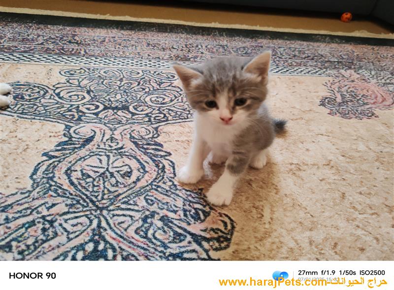 قطط بيوور للبيع