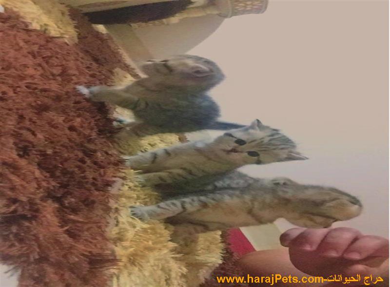 قطط كيتن سكوتش فولد