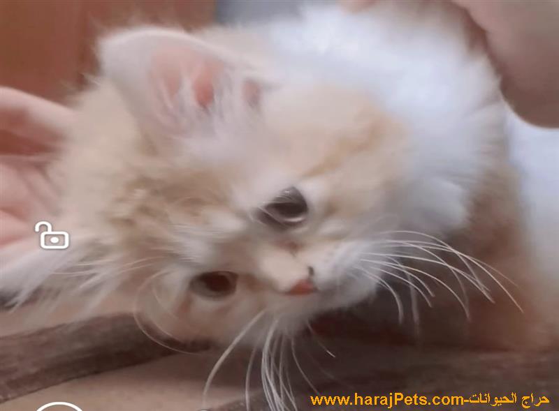 قط شيرازي للبيع