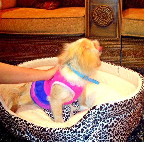 للبيع كلب بيكينز - الرياض