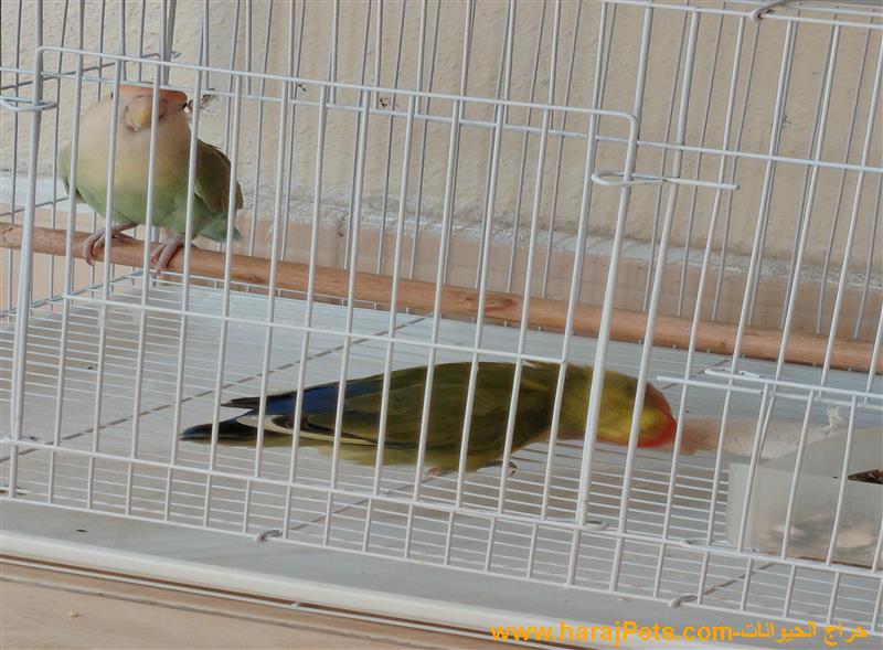 زوج روز منتج