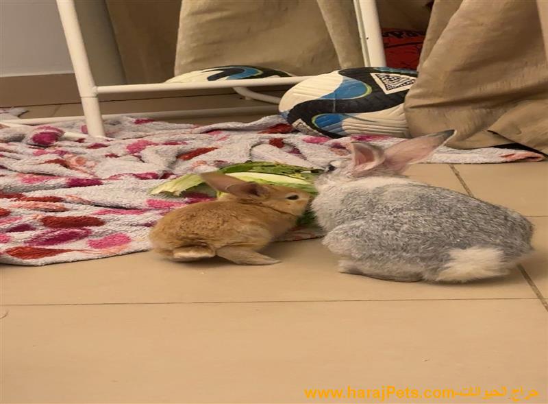 ارنبين للبيع (شهر واربع شهور)