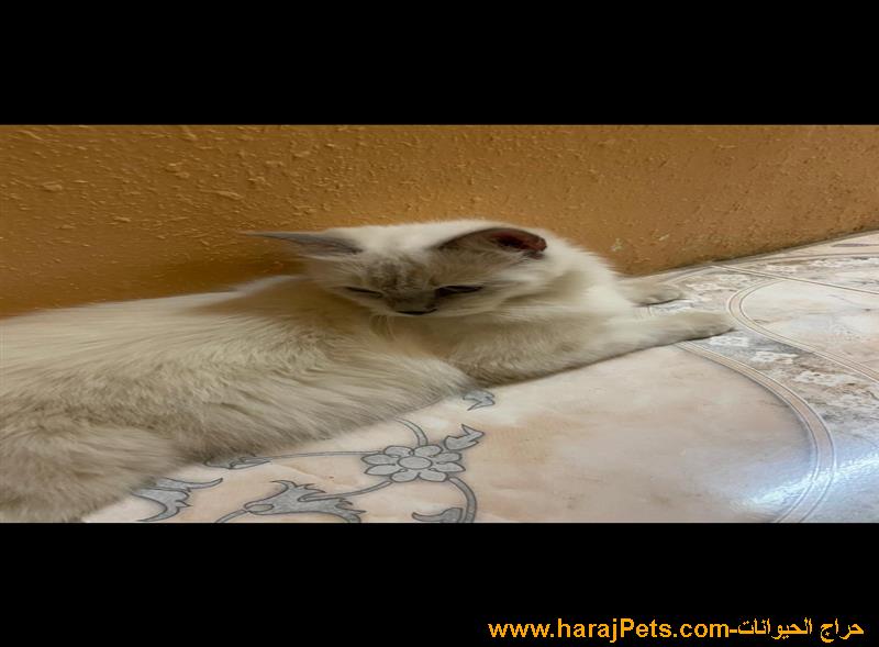 قطط للبيع المستعجل مهددين بالطرد