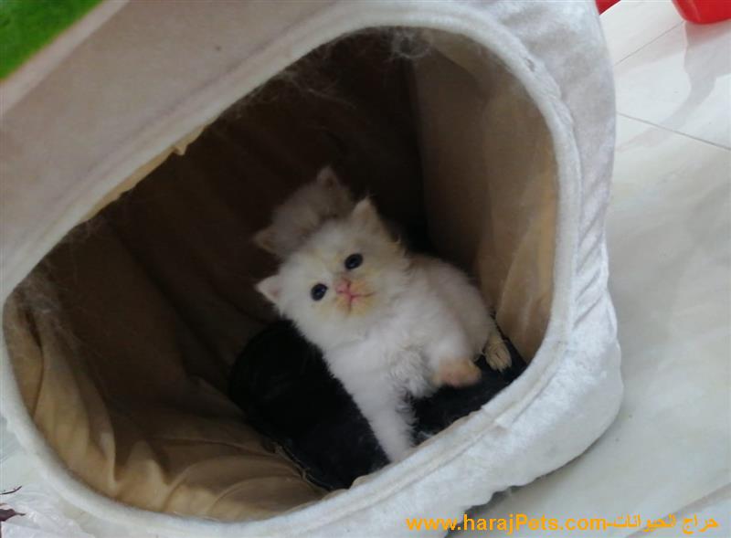 كتن همالايا للبيع