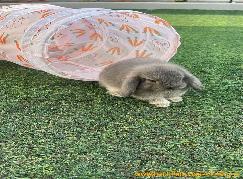 ارنب هولاند لوب