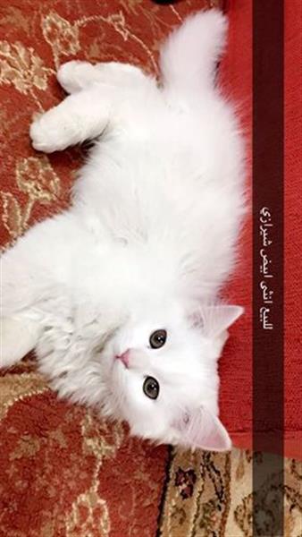 للبيع ذكر وانثى شيرازي