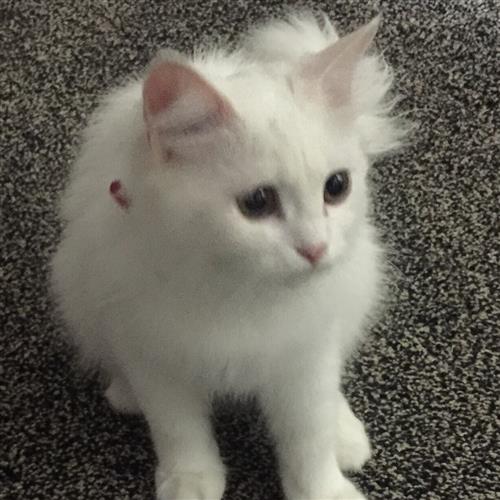 قطة شيرازي للبيع