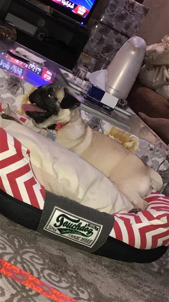 Pug dog كلب بوغ للبيع