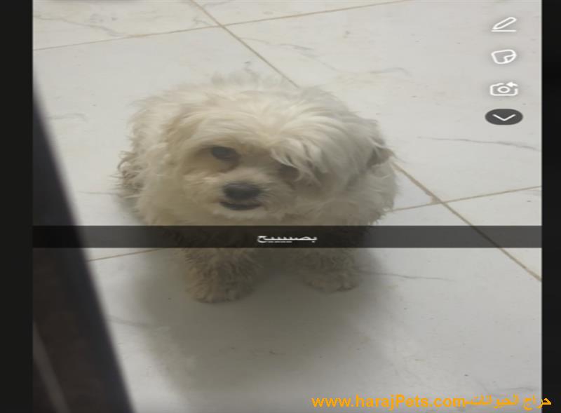 انثي مالتيز مفقوده من اسبوع الجنادرية حي المعالي بالرياض