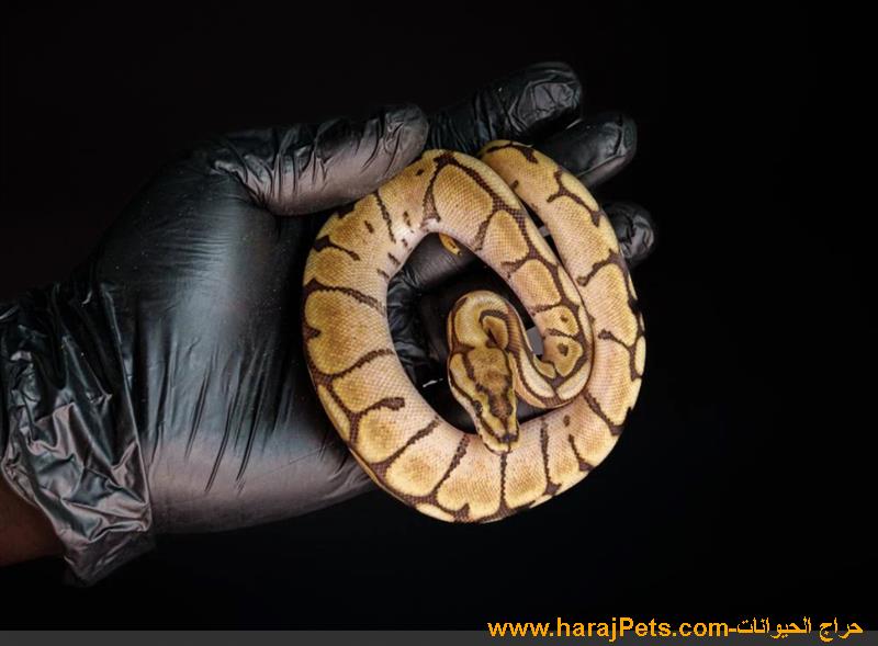 ثعبان BALL PYTHON