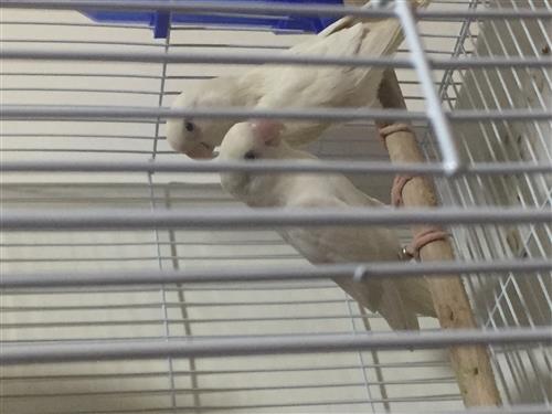 زوج روز البينو اوبلاين صافي ومنتج