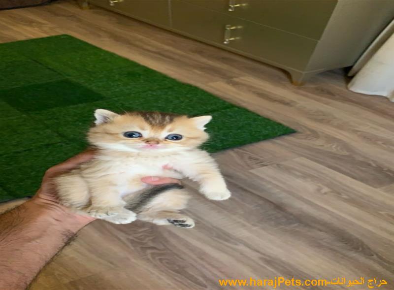 كتن سكوتش ستريت للبيع