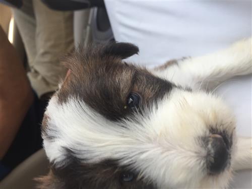 كلب مالتيز للبيع