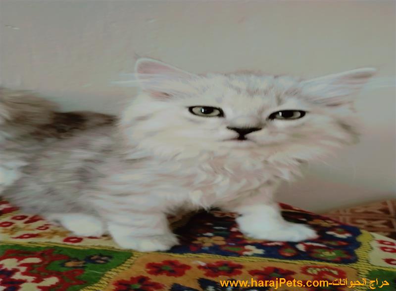 قطط شيرازي للبيع