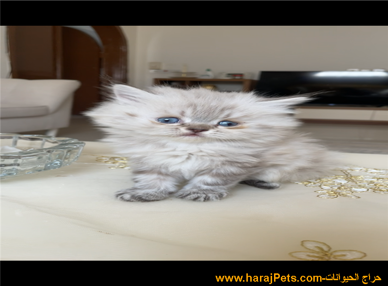 كيتن هملايا لينكس