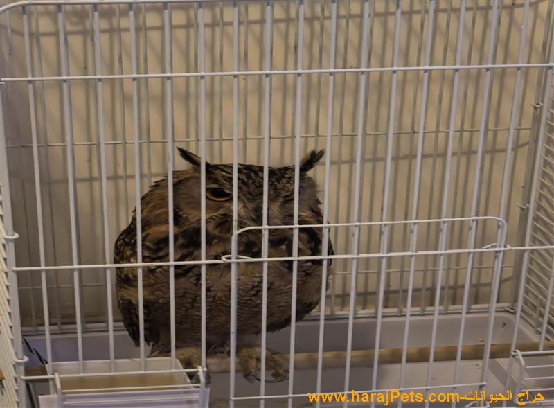 بومة نسري بالرياض