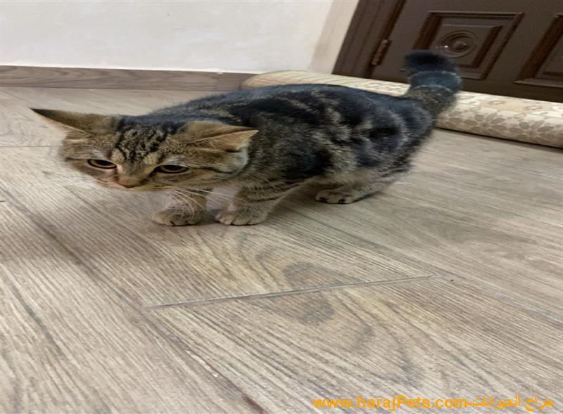 قطط شيرازي فاخرة للبيع