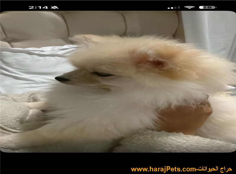 بومرينيان بيور (أنثى) - وجه الدب