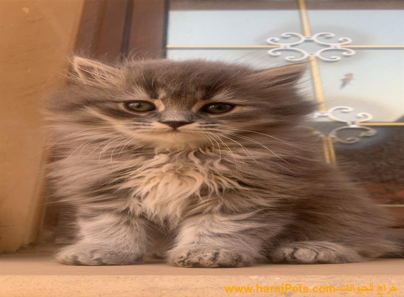 يوجد ٤ قطط للبيع سعر الواحد ٦٥٠