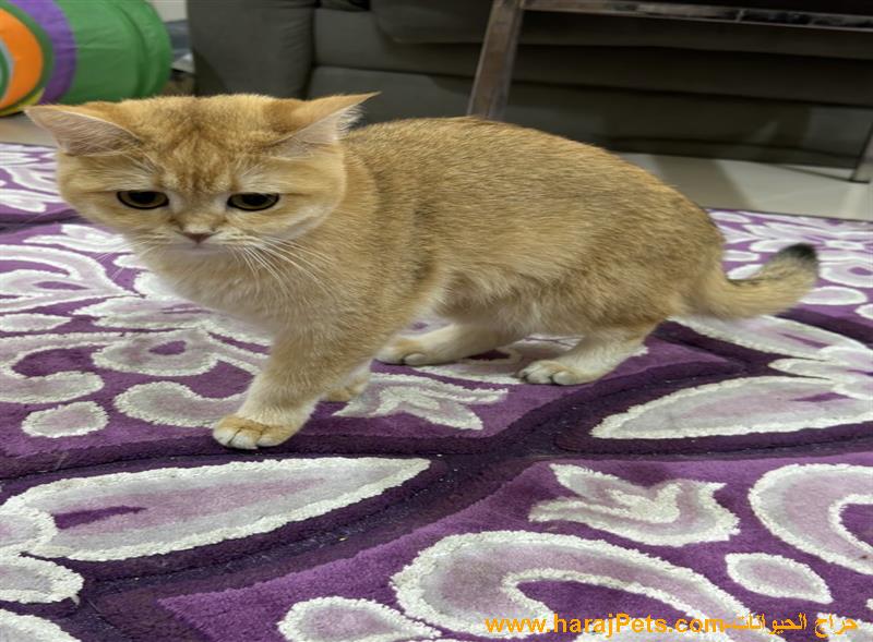 انثى سكوتش قولد مسجلة العمر سنة