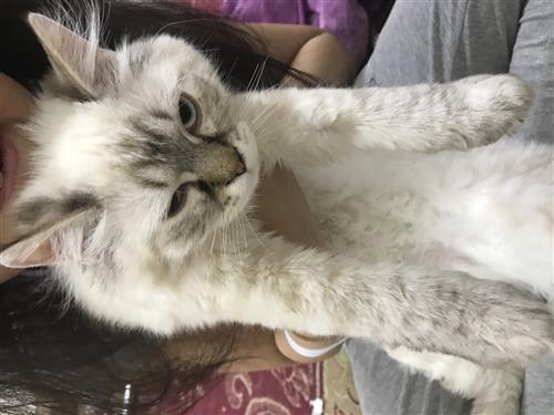 قط ذكر همالايا