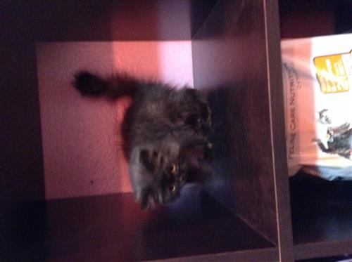 ذكر شيرازي اقل من شهرين