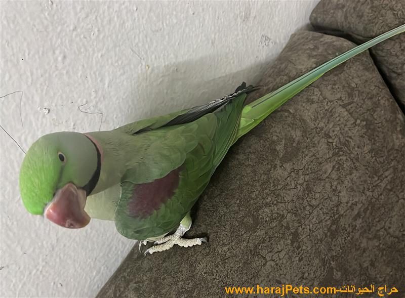 طير نبالي ذكر