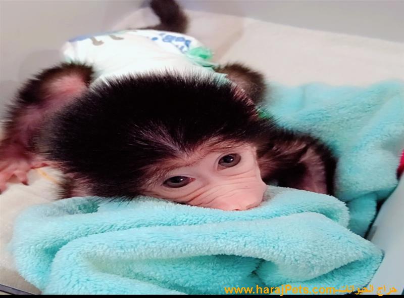 قرد صغير للبيع