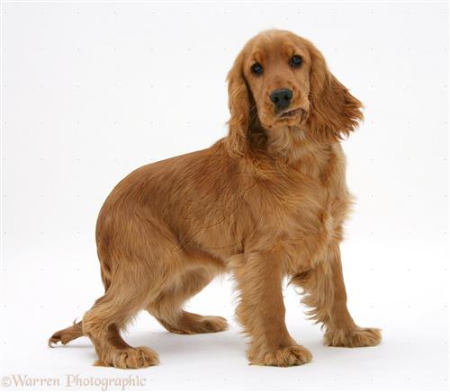 Cocker Spaniel puppy جرو كوكر سبانيل بالخبر