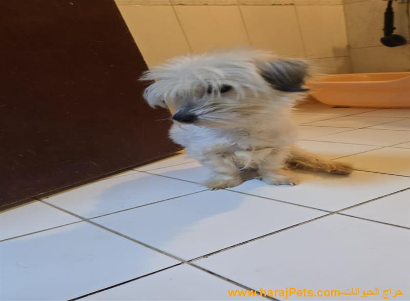 مالتيز للبيع