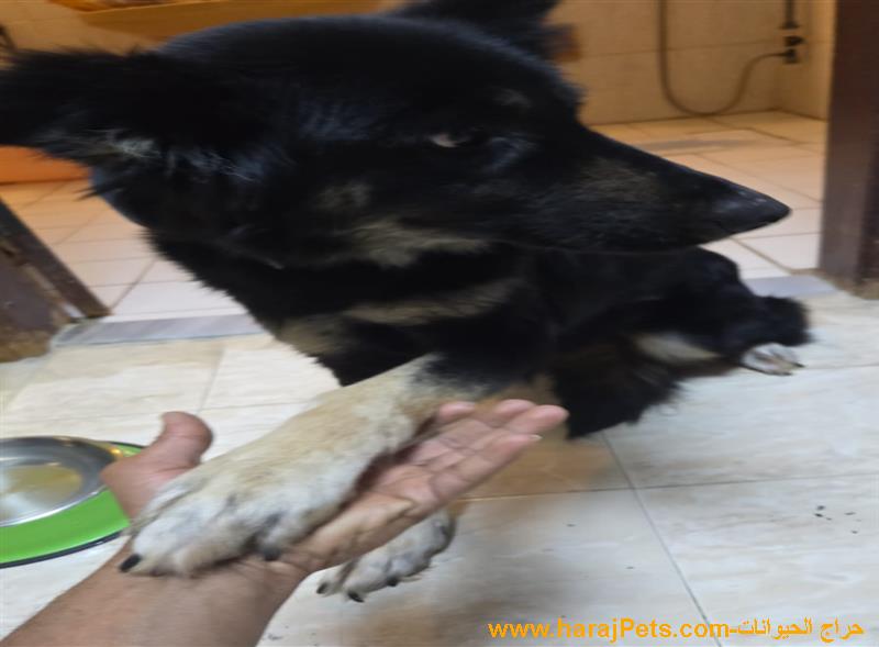 جرمين للبيع