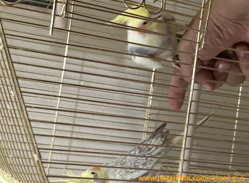 جوز كروان (كوكتيل) اصغر من سنه