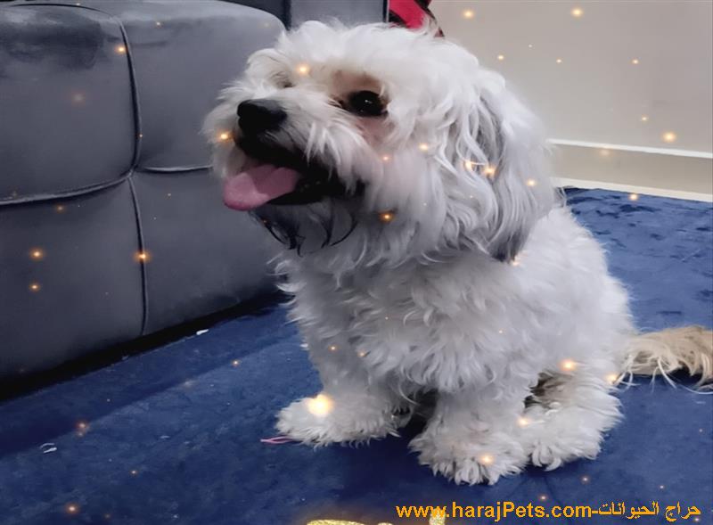 كلب شيتوزو بيور