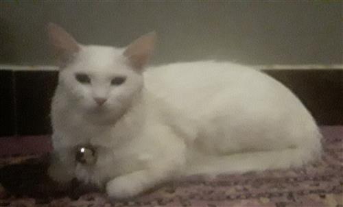 قــــطوه فـلـه وحـليـوه((مجـــانا")) لمن يرعاها