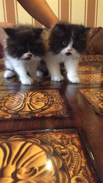 قطتين هاف بكي باندا (الشرقيه)