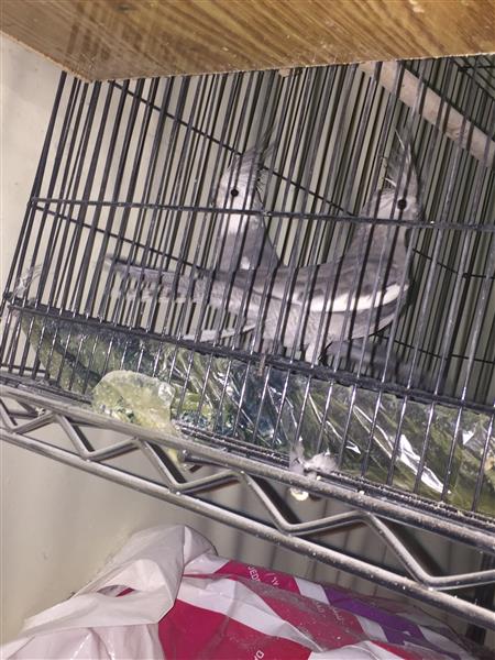 زوج كروان هولندي جاهز للانتاج