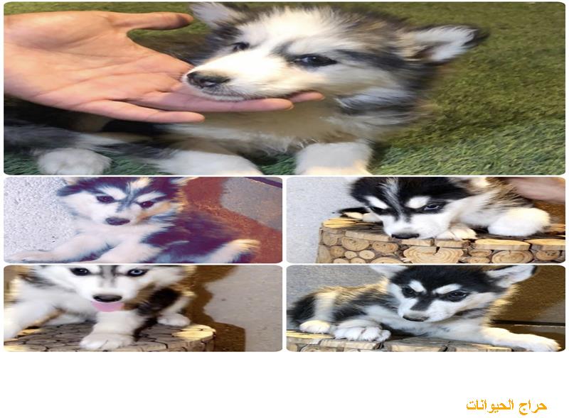 كلب هاسكي جراوي للبيع