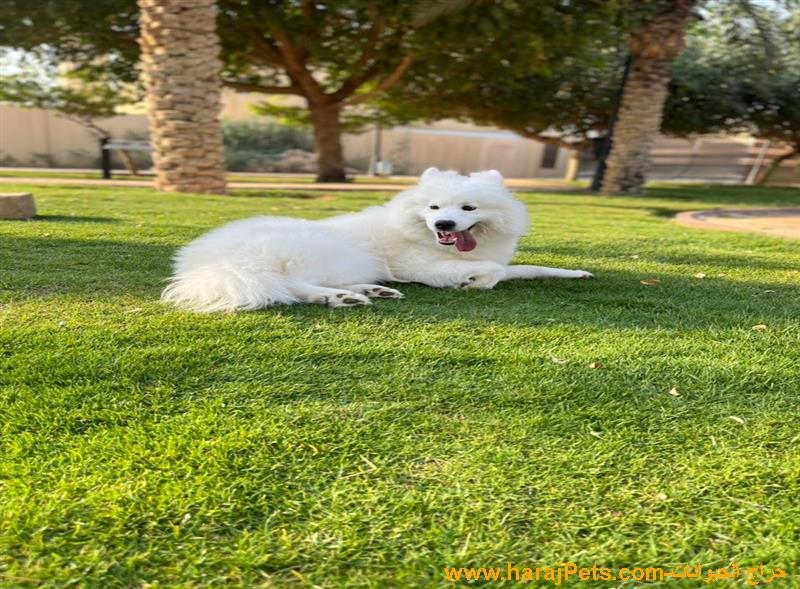 كلب انثى سامويد سلالة سيبريا عمرها ٣ سنوات